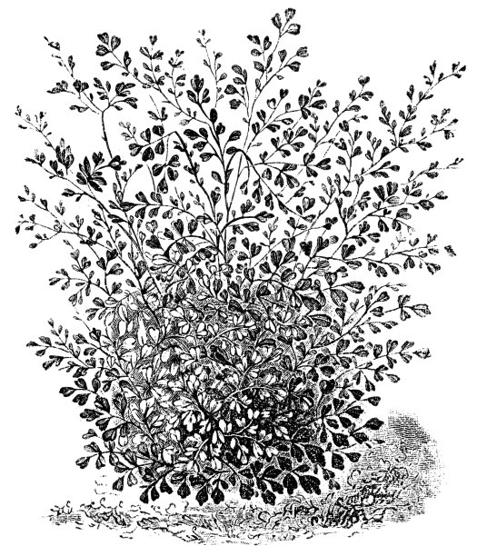 白色背景下的植物特写镜头图片下载