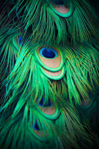 孔雀羽毛图片下载