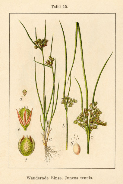 古玩花卉插图:细灯心草(junus tenuis)图片下载