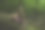 森林里天真的小仙女图片下载