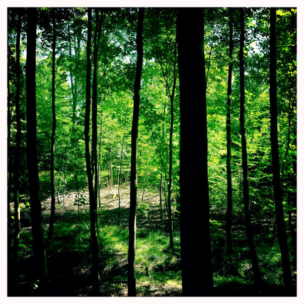 森林深处图片下载