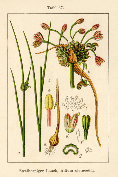 古董花卉插图:田蒜(Allium oleraceum)图片下载