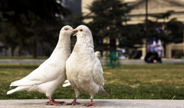 接吻的鸽子图片下载