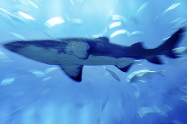 鲨鱼在水下图片下载