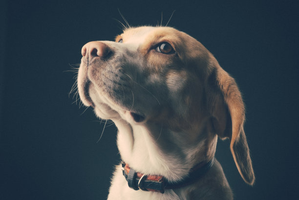 漂亮的狗图片下载