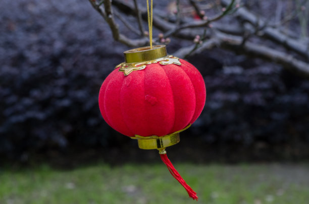 树上挂灯笼图片下载