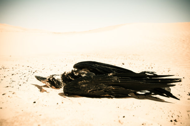 撒哈拉沙漠的死乌鸦图片下载