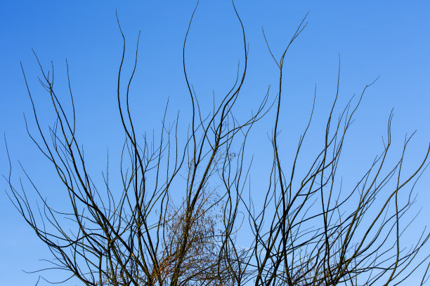 有天空背景的树图片下载