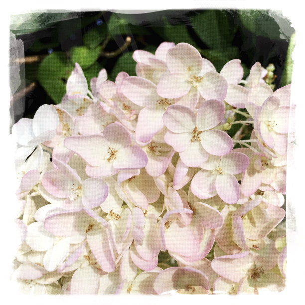 粉红色绣球花纹理图片下载