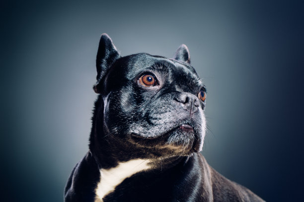 漂亮的狗图片下载