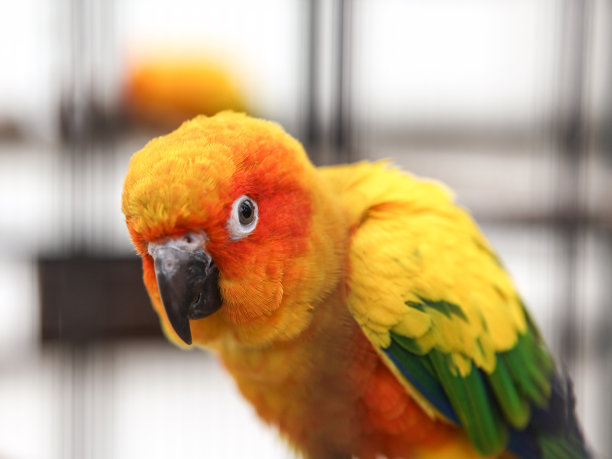 鹦鹉看相机图片下载