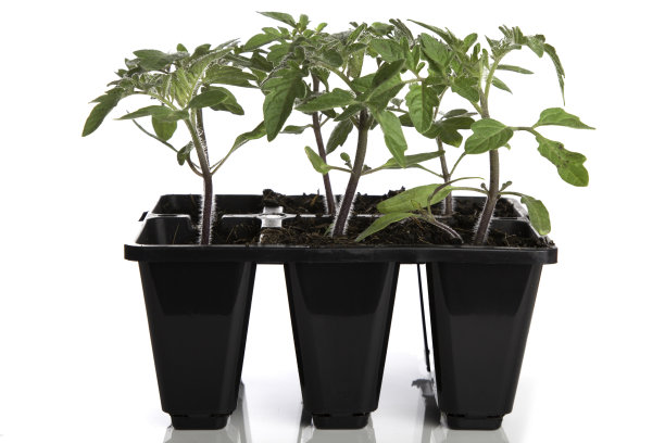 番茄幼苗图片下载