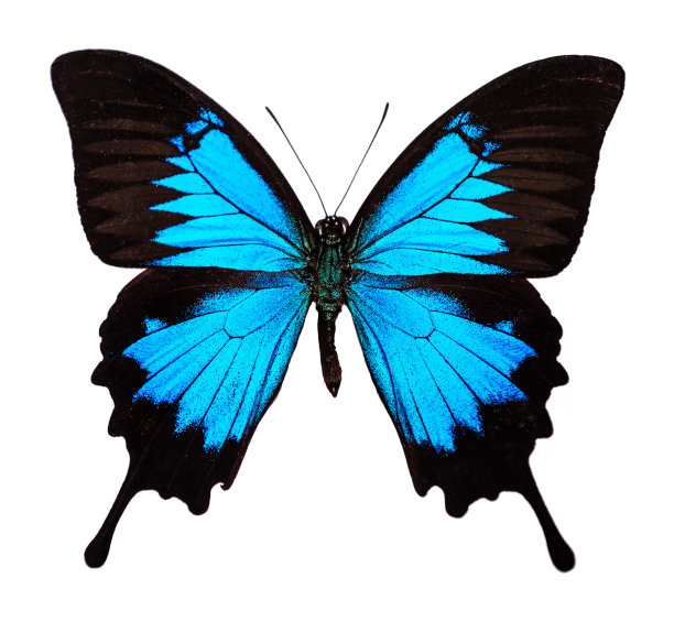 尤利西斯蝶(尤利西斯蝶)图片下载