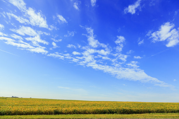 大豆作物图片下载