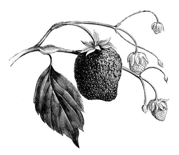 草莓仿古插画图片下载