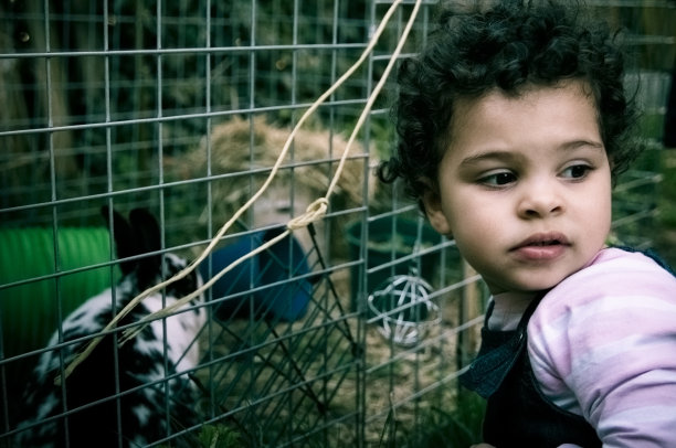 人物:幼儿(2-3)正在喂兔子。图片下载