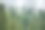 雾和雨云在松林素材图片
