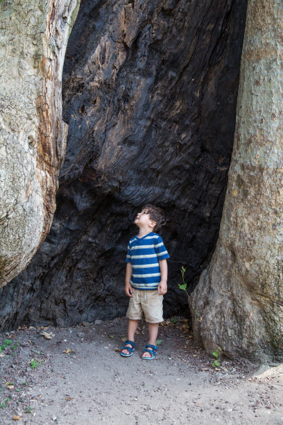 小男孩看着一棵大树图片下载