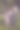 两个年轻的黑发女性与马摆姿势图片下载