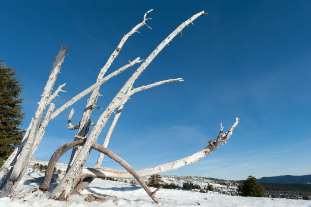 死树爪图片下载