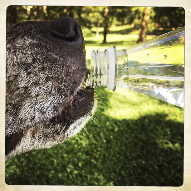 狗在夏天喝瓶子里的水图片下载