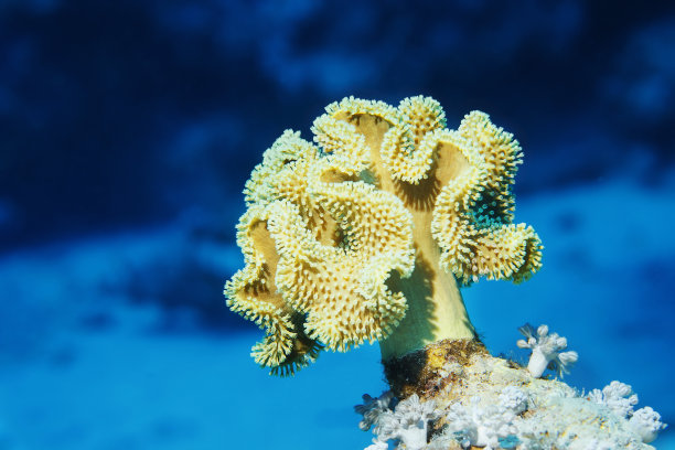 海洋生物珊瑚礁蘑菇皮珊瑚水下图片下载