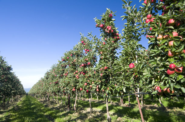 苹果树种植园里成熟的苹果图片下载