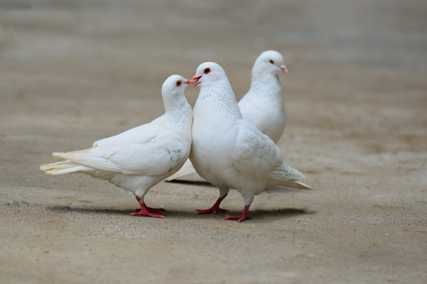 亲吻鸽子01图片下载