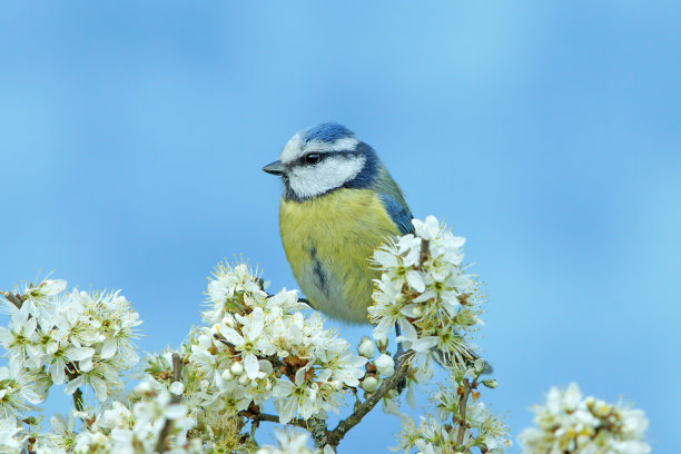 在开花的小枝上的蓝色山雀图片下载