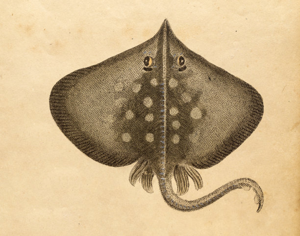 鳐鱼，19世纪的科学例证图片下载