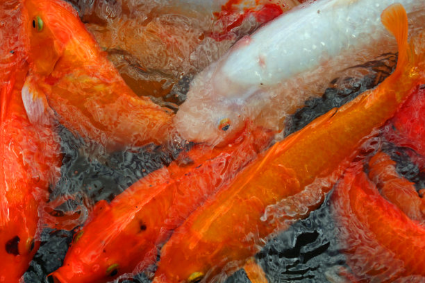 鱼被称为鲤鱼图片下载