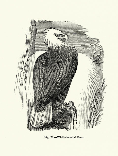 白头海雕图片下载