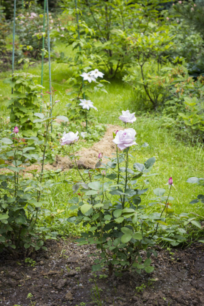 玫瑰花园图片下载