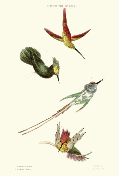 哼着鸟图片下载