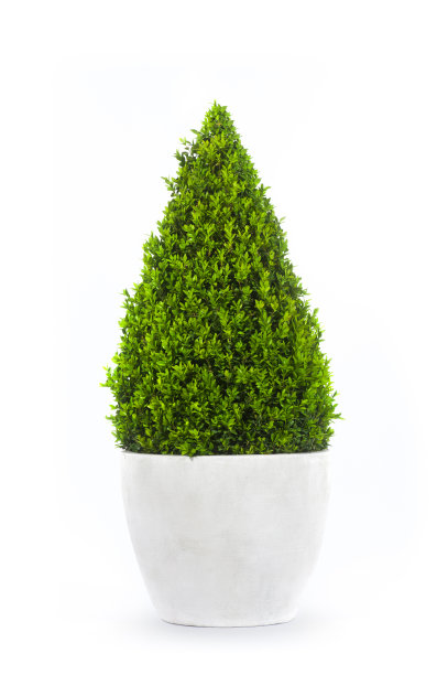 进行了锥图片下载