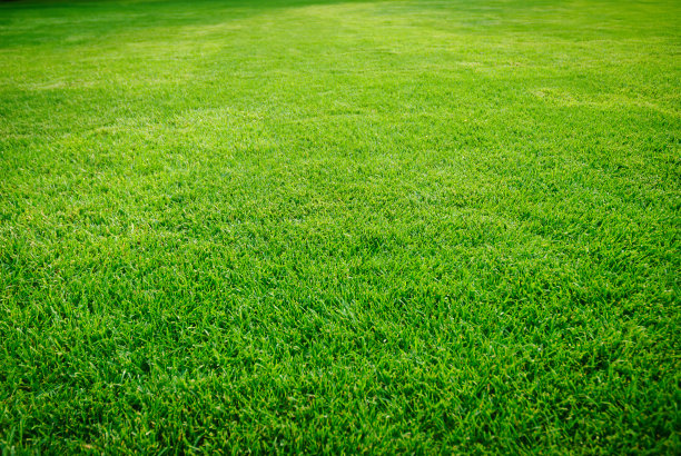 绿色的草地图片下载