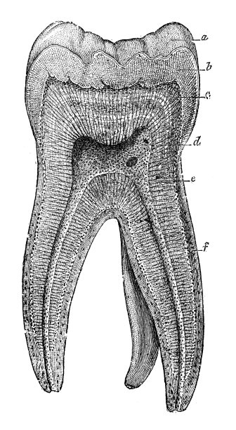 古董医学科学插图高分辨率:牙齿图片下载