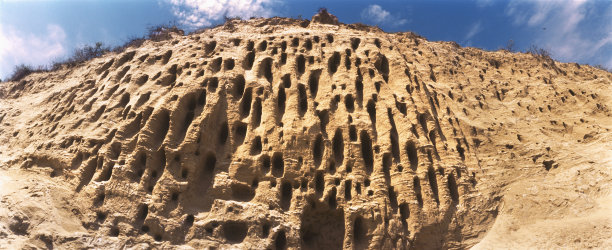 洞穴的鸟类图片下载