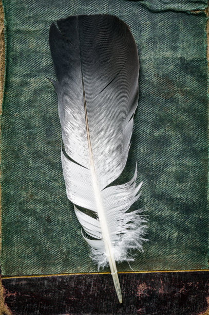 旧绿皮书封面上的鸟羽毛图片下载