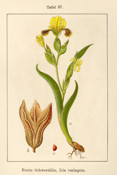 仿古花卉插图:斑虹膜图片下载