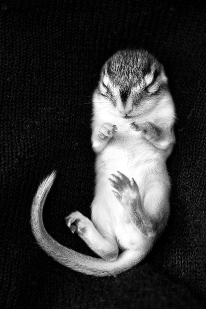 小的花栗鼠图片下载