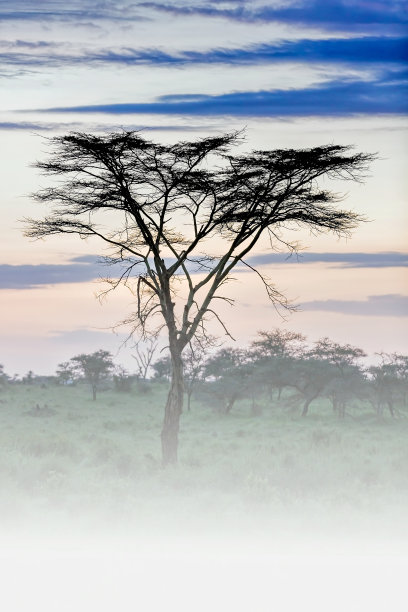 清晨稀树草原上的非洲金合欢树图片下载