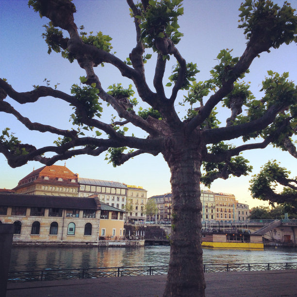 日内瓦,罗纳路堤图片下载