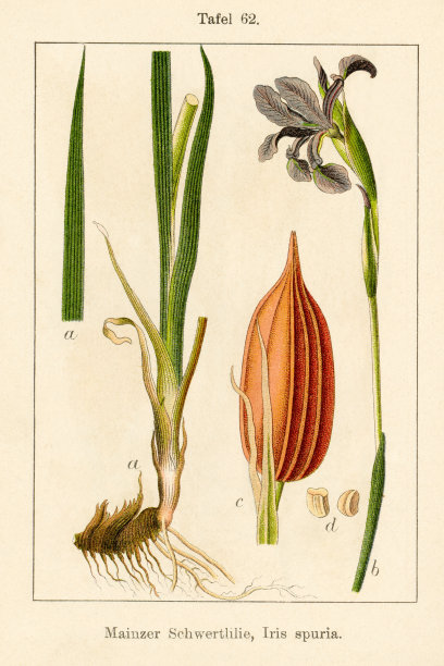 古董花卉插图:蝴蝶或西伯利亚鸢尾(Iris spuria)图片下载
