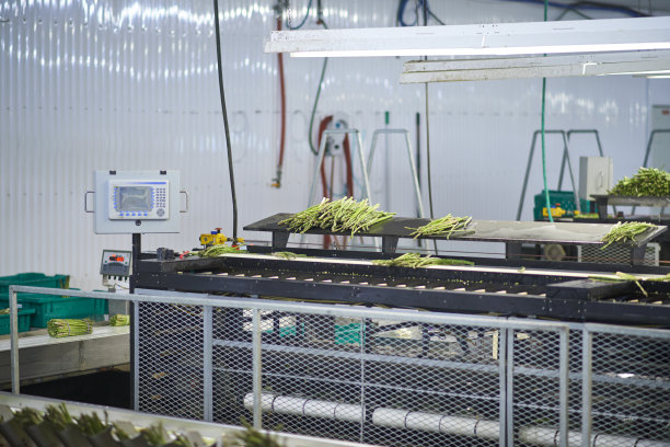 加工农场里最新的芦笋图片下载