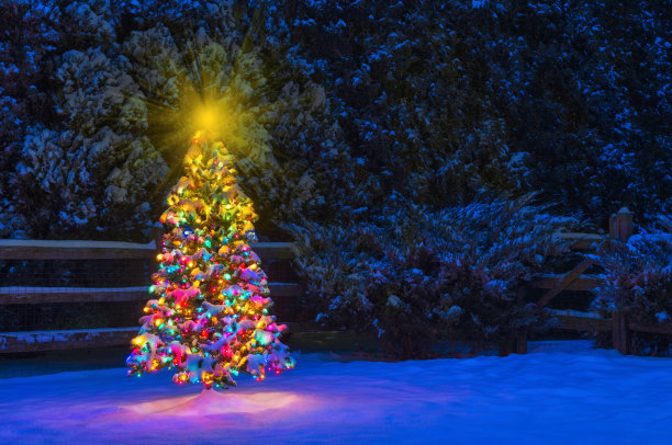 白雪覆盖的圣诞树上挂满了五颜六色的彩灯图片下载