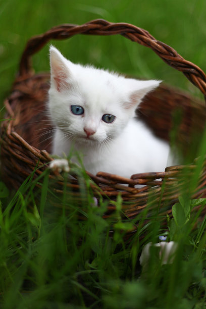 凯蒂猫素材图片