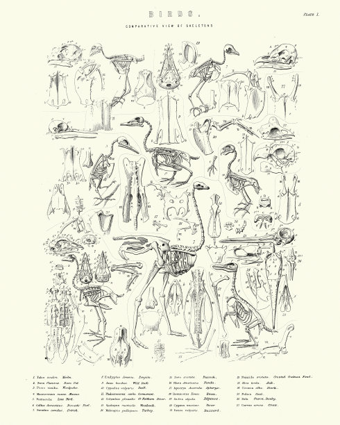 鸟类骨骼的比较观点图片下载