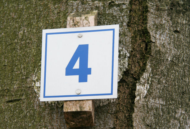 4号在树上图片下载