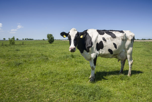 蓝天下，绿草地上的一头牛素材图片